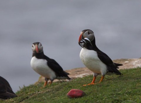 Puffins